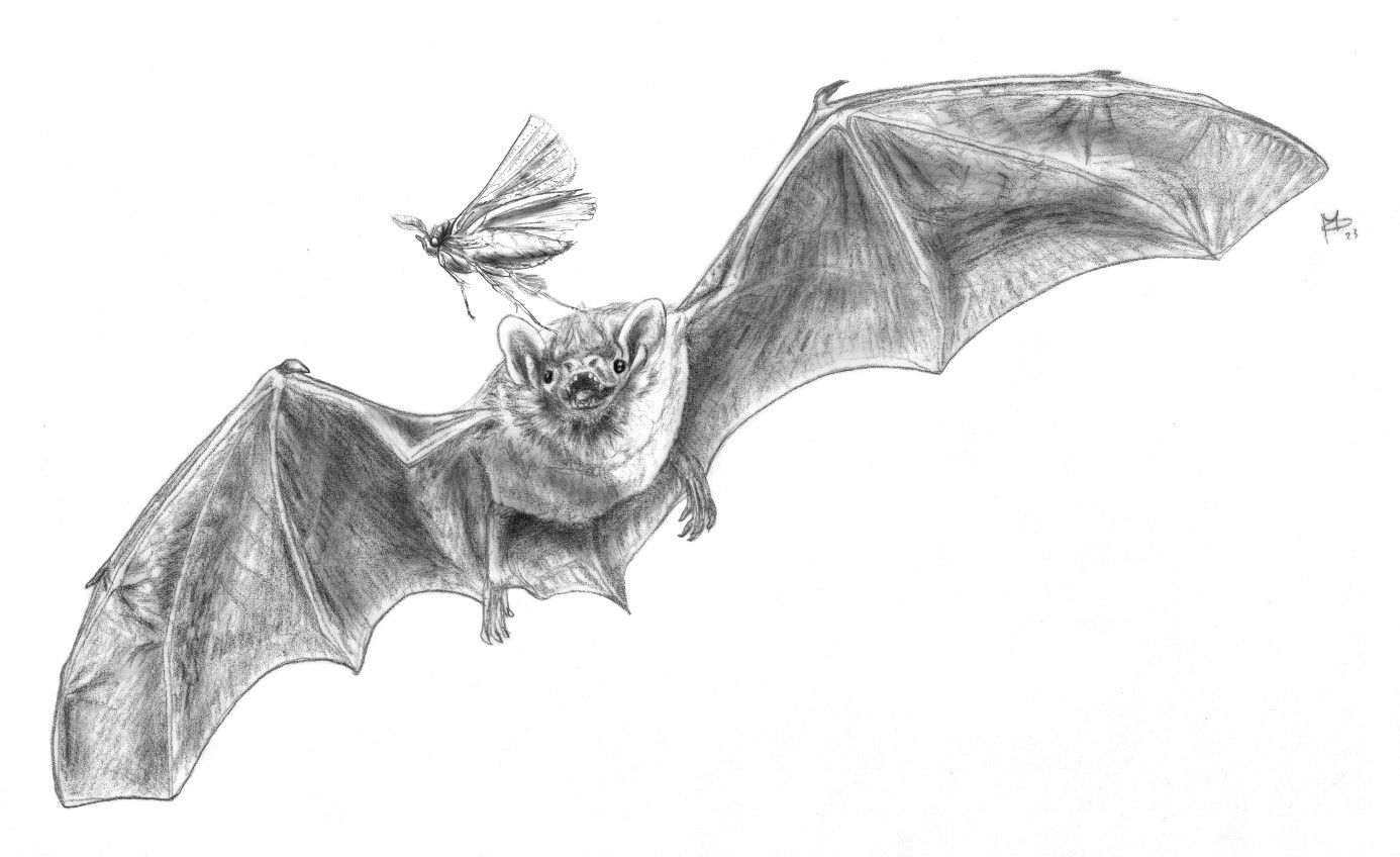Une chauvesouris vieille de 50 millions d’années clarifie l’origine de — free download